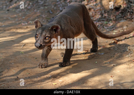 Fossa (Cryptoprocta Ferox), schlich auf sandigen Waldboden, größte Raubtier von Madagaskar, Madagaskar, Toliara, Kirindy Wald Stockfoto