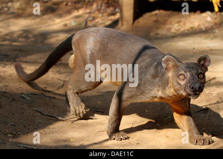 Fossa (Cryptoprocta Ferox), schlich auf sandigen Waldboden, größte Raubtier von Madagaskar, Madagaskar, Toliara, Kirindy Wald Stockfoto