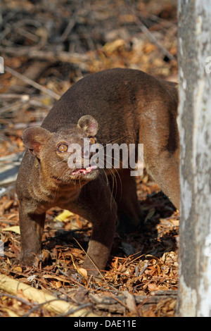 Fossa (Cryptoprocta Ferox), Fossa, die auf der Suche auf einen Baum mit leicht geöffnetem Mund. größte Raubtier von Madagaskar, Madagaskar, Toliara, Kirindy Wald Stockfoto