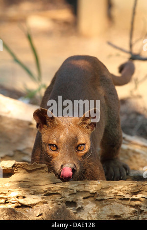 Fossa (Cryptoprocta Ferox), trinken aus einem hohlen Baumstamm, größte Raubtier von Madagaskar, Madagaskar, Toliara, Kirindy Wald Stockfoto