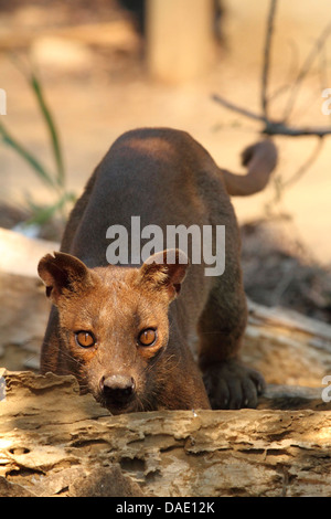 Fossa (Cryptoprocta Ferox), trinken aus einem hohlen Baumstamm, größte Raubtier von Madagaskar, Madagaskar, Toliara, Kirindy Wald Stockfoto