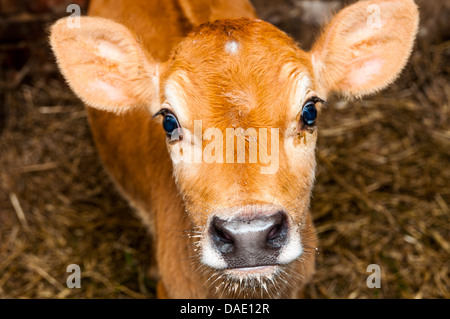 Ein Bild der jungen Jersey Kuh steht in der Scheune. Schaut in die Kamera. Stockfoto