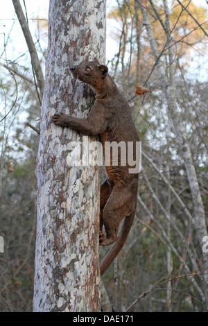 Fossa (Cryptoprocta Ferox), einen Kletterbaum am frühen Morgen, größte Raubtier von Madagaskar, Madagaskar, Toliara, Kirindy Wald Stockfoto