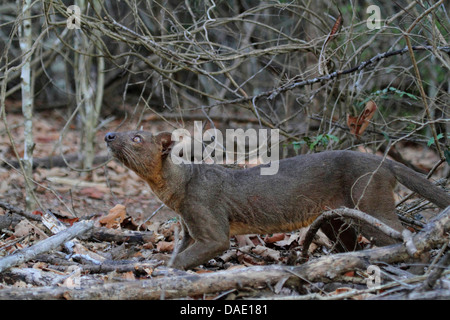 Fossa (Cryptoprocta Ferox), ist die Fossa Prawling und schnuppern, Madagaskar, Toliara, Kirindy Wald Stockfoto
