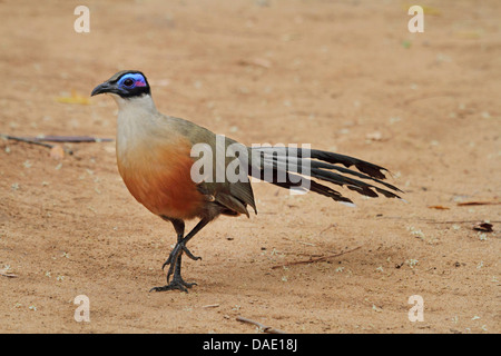 Riesige Madagaskar erholsam, Riesen Coua (Coua Gigas), ist zu Fuß auf sandigem Boden, Madagaskar, Toliara, Kirindy Wald Stockfoto