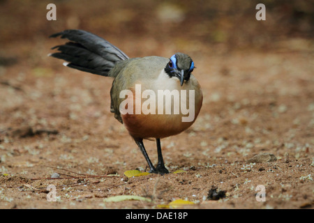 Riesige Madagaskar erholsam, Riesen Coua (Coua Gigas), ist zu Fuß auf sandigem Boden, Madagaskar, Toliara, Kirindy Wald Stockfoto