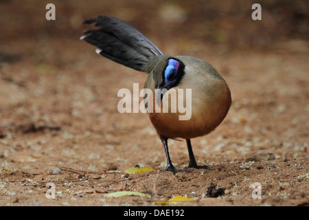 Riesige Madagaskar erholsam, Riesen Coua (Coua Gigas), im Futter, Madagaskar, Toliara, Kirindy Wald Stockfoto