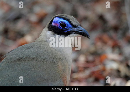 Riesige Madagaskar erholsam, Riesen Coua (Coua Gigas), Porträt, Madagaskar, Toliara, Kirindy Wald Stockfoto