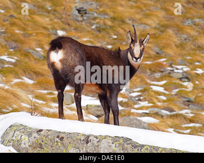 Gämse (Rupicapra Rupicapra), Gämse mit einem gebrochenen Horn stehen im Schnee auf Felsen, Italien, Vanontey, Nationalpark Gran Paradiso Stockfoto