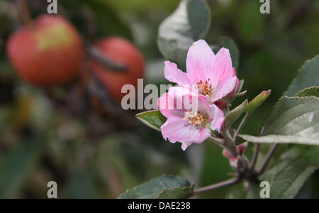 Die Blüte der Apfelbaum sieht vor die Reifen Äpfel in der Nähe von Nonnenhorn, Bayern, Deutschland, 9. November 2011. Das anhaltende milde Wetter produzierte im Herbst dieses Jahres eine zweite Blüte auf einige Apfelbäume. Foto: Karl-Josef Hildenbrand Stockfoto