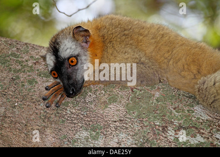Rot-fronted brauner Lemur, Audeberts braune Lemur, rot braune Lemur (Eulemur Fulvus Rufus), entspannen Sie sich auf einen Baumstamm, Madagaskar, Mahajanga, Tsingy de Bemaraha Nationalpark Stockfoto