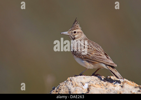 erklommene Lerche (Galerida Cristata), sitzt auf einem Stein, Türkei, Goeksu Delta Stockfoto