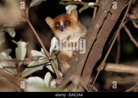 Pygmy Maus Lemur, Peter Mausmaki (Microcebus Myoxinus), sitzend auf Baumstamm, Mahajanga, Madagaskar, Bekopaka, Tsingy de Bemaraha Nationalpark Stockfoto