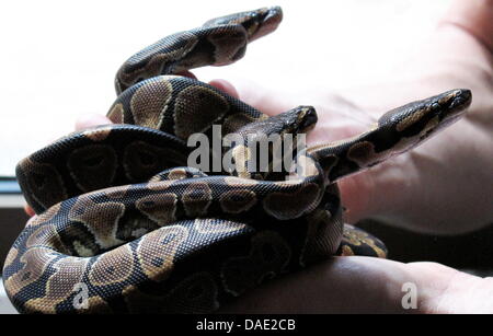 Drei Baby Python Regius Einrollen auf der Seite ein Tierpfleger im Zoo in Berlin, Deutschland, 28. Oktober 2011. Die Eiern der Python wurden über einen Zeitraum von 82 Tage bei einer Temperatur von 31,5 Grad Celsius gezüchtet und sind jetzt durch den Zoo Reptilien Abteilung ausgelöst wird. Jetzt sind die Schlangen die eine Länge von bis zu 1,5 Metern erreichen kann auf dem Display in der Zoo-Terrarium. Foto: Olivia Konieczn Stockfoto