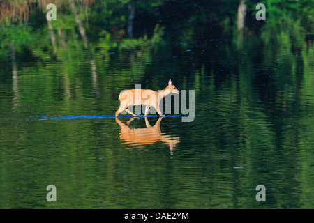 Reh (Capreolus Capreolus), überqueren einen flachen See, Deutschland Stockfoto