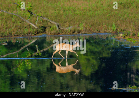 Reh (Capreolus Capreolus), überqueren einen flachen See, Deutschland Stockfoto