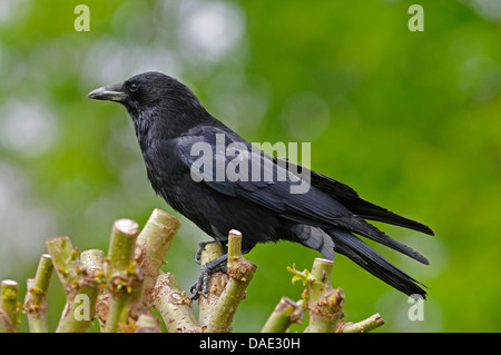 AAS-Krähe (Corvus Corone), sitzen auf einer geschnittenen Weide, Deutschland Stockfoto