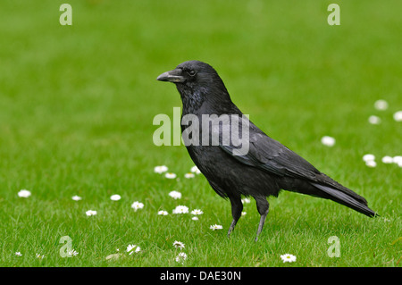 AAS-Krähe (Corvus Corone), sitzen auf einer Wiese, Deutschland Stockfoto