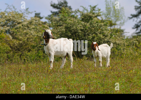 Boer Ziege (Capra Hircus, Capra Aegagrus F. Hircus) mit Jugendkriminalität, Deutschland Stockfoto