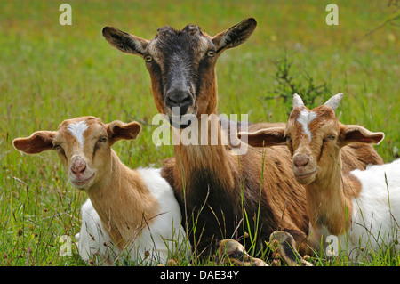 Hausziege (Capra Hircus, Capra Aegagrus F. Hircus), Doe sitzen auf einer Wiese mit zwei Jugendliche, Deutschland Stockfoto