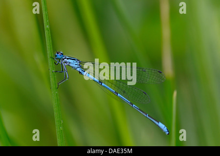 gemeinsamen Coenagrion, Azure Damselfly (Coenagrion Puella), sitzen an einem Halm, Deutschland Stockfoto