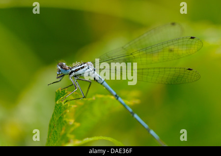 gemeinsamen Coenagrion, Azure Damselfly (Coenagrion Puella), sitzt auf einem Blatt, Deutschland Stockfoto