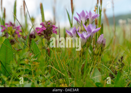 Deutscher Enzian, Chiltern Enzian (Gentiana Germanica, Gentianella Germanica), blühen in einem Meadoq mit Prunella, Italien Stockfoto