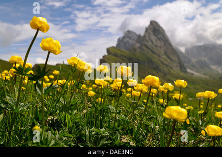 Globeflower (Trollblume Europaeus), blühen in einer Bergwiese, Italien Stockfoto