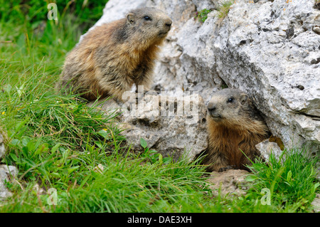 Alpen-Murmeltier (Marmota Marmota), zwei Tiere vor ihrer Höhle, Italien Stockfoto