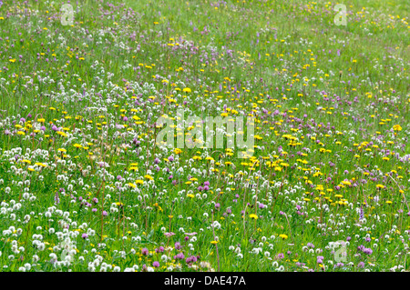 farbigen Bergwiese, Italien Stockfoto