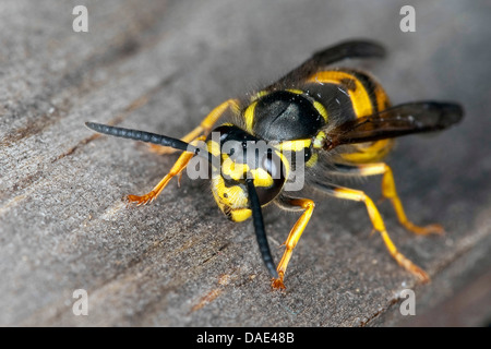 Deutsche Wespe (Vespula Germanica, Vespa Germanica, Paravespula Germanica), sitzen auf Holz, Deutschland Stockfoto