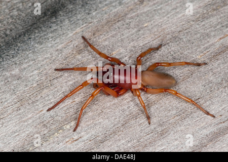 Assel Spider (Dysdera Crocata, Dysdera Rubicunda), sitzen auf Holz, Frankreich, Corsica Stockfoto