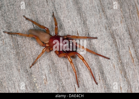 Assel Spider (Dysdera Crocata, Dysdera Rubicunda), sitzen auf Holz, Frankreich, Corsica Stockfoto