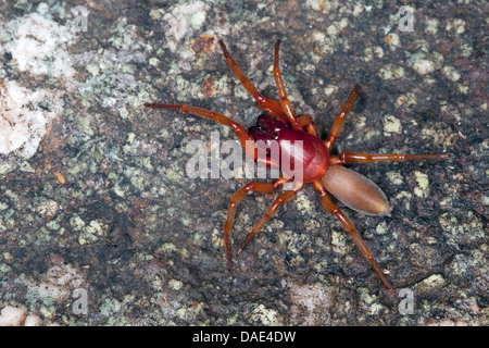 Assel Spider (Dysdera Crocata, Dysdera Rubicunda), sitzen auf Holz, Frankreich, Corsica Stockfoto