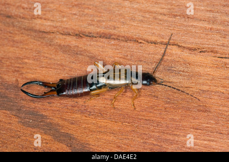 gemeinsamen Ohrwurm, Europäische Ohrwurm (Forficula Auricularia), Männchen mit Cerci, Deutschland Stockfoto