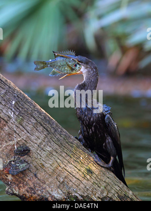 Amerikanische Darter (Anhinga Anhinga), schluckte eine Fisch, USA, Florida Stockfoto