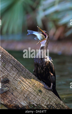 Amerikanische Darter (Anhinga Anhinga), schluckte eine Fisch, USA, Florida Stockfoto