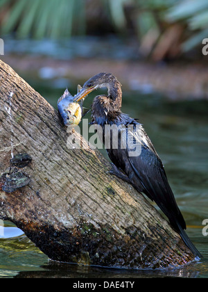 Amerikanische Darter (Anhinga Anhinga), Fütterung ein Fisch, USA, Florida Stockfoto