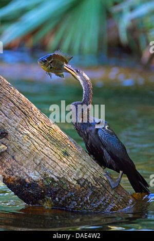 Amerikanische Darter (Anhinga Anhinga), Fütterung ein Fisch, USA, Florida Stockfoto