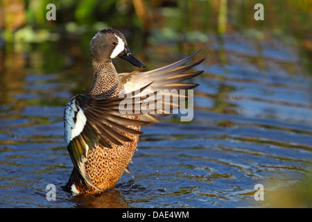 Blue-winged Krickente (Anas Discors), Drake, schlagen die Flügel auf dem Wasser, USA, Florida Stockfoto