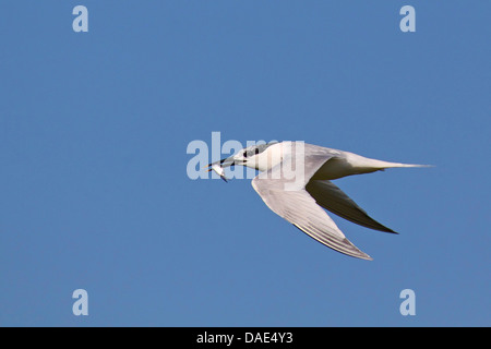 Brandseeschwalbe (Sterna Sandvicensis, Thalasseus Sandvicensis), fliegen, mit Fischen in der Rechnung, Niederlande, Texel Stockfoto