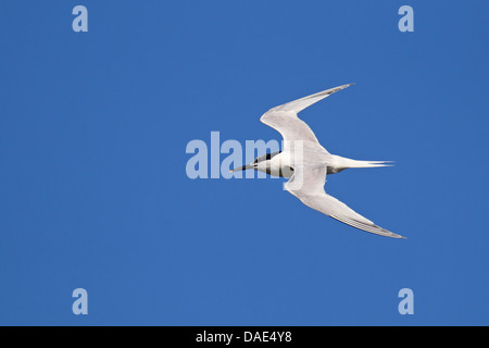 Brandseeschwalbe (Sterna Sandvicensis, Thalasseus Sandvicensis), fliegen, Niederlande, Texel Stockfoto