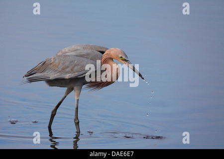 rötliche Silberreiher (Egretta saniert), zu Fuß durch flaches Wasser mit den Flügeln zu verbreiten, auf der Suche nach Nahrung, USA, Florida, Merritt Island Stockfoto