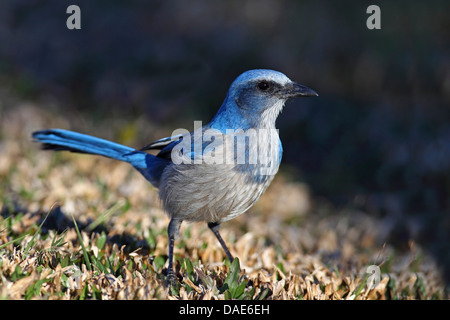 Scrub Jay (Aphelocoma Coerulescens), auf der Suche nach Nahrung auf der Erde, USA, Florida, Merritt Island Stockfoto