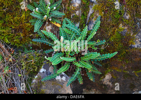 Gemeinsamen Spleenwort, Rustyback (Asplenium Ceterach), wächst auf einem Felsen, Griechenland, Lesbos Stockfoto