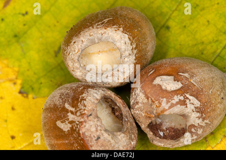 Haselmaus, Hasel Haselmaus (Muscardinus Avellanarius), Haselnüsse mit Spuren, Deutschland Stockfoto