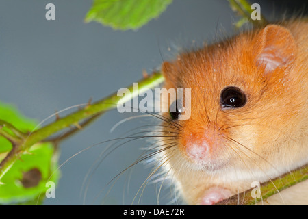 Siebenschläfer, Hasel Haselmaus (Muscardinus Avellanarius), Klettern in einem Blackberry-Busch Stockfoto