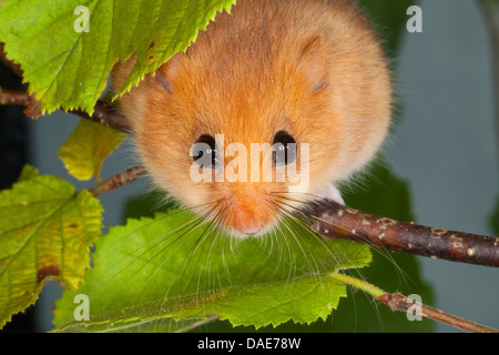 Siebenschläfer, Hasel Haselmaus (Muscardinus Avellanarius), Klettern in einem Haselnussstrauch, Deutschland Stockfoto