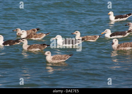 mehr Black-backed Gull (Larus Marinus), Truppe von Jugendlichen und Erwachsenen schwimmen an der Nordsee, Deutschland Stockfoto