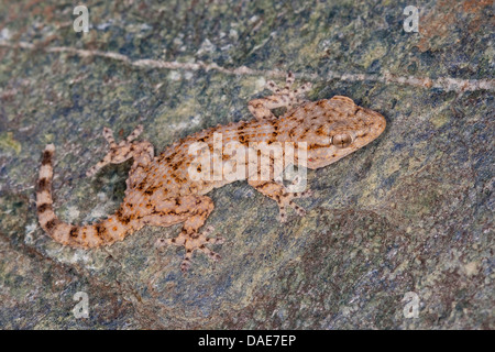 Gemeinsame Wand Gecko, maurischer Gecko, maurischen Wand Gecko, Salamanquesa, Krokodil Gecko, europäische gemeinsame Gecko, Maurita Naca Gecko (Tarentola Mauritanica), sitzt auf einer Mauer, Italien Stockfoto